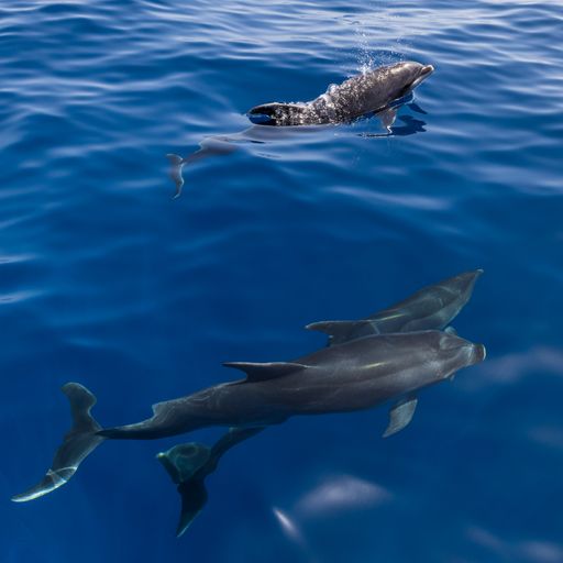 A closeup shot of beautiful dolphins