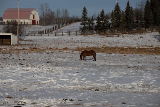 A brown horse on a snow-covered field in the countryside