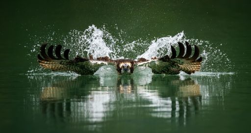 An amazing picture of an osprey or sea hawk hunting a fish from the water