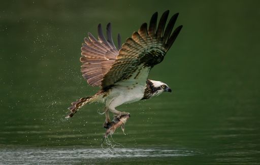 An amazing picture of an osprey or sea hawk hunting a fish from the water