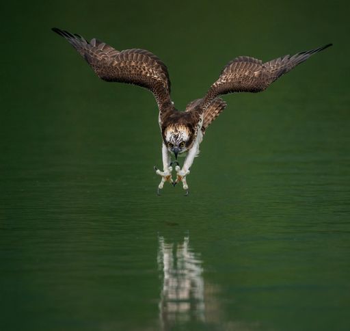 An amazing picture of an osprey or sea hawk hunting a fish from the water