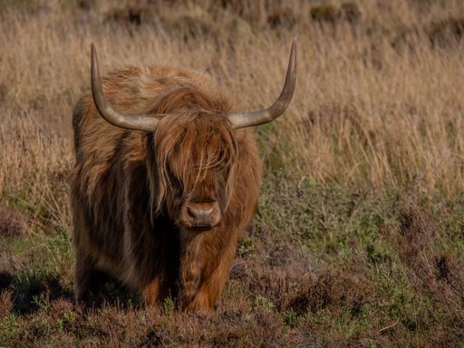 A Highland Cow on the West coast of Scotland on the Isle of Mull.