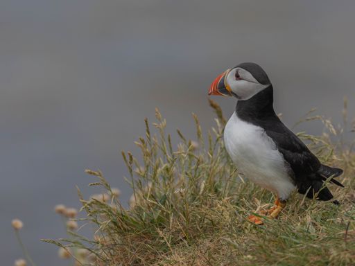 A Puffin (Fratercula arctica) perched on the edge of a sea cliff on the Isle of Staffa near Mull.