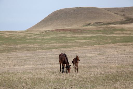 A closeup of a brown horse with its foal browsing in an open field on a sunny day