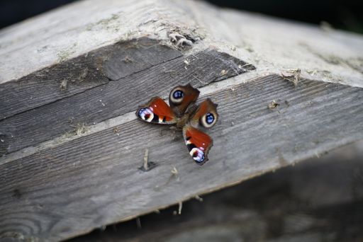 A closeup shot of a swallowtail butterfly on a wooden surface