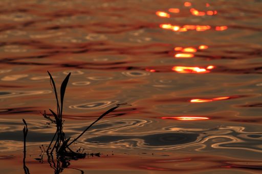 A closeup shot of dragonfly reflections on water at sunset