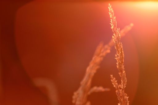 A closeup shot of a Wheatgrass at sunset