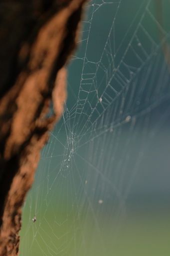 A vertical shot of a spider wed
