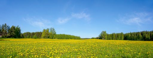 A panoramic shot of a dandelion meadow under blue sky