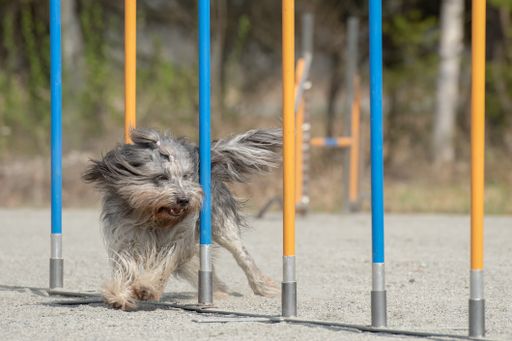 A beautiful shot of a Schapendoes doing slalom on a dog agility course
