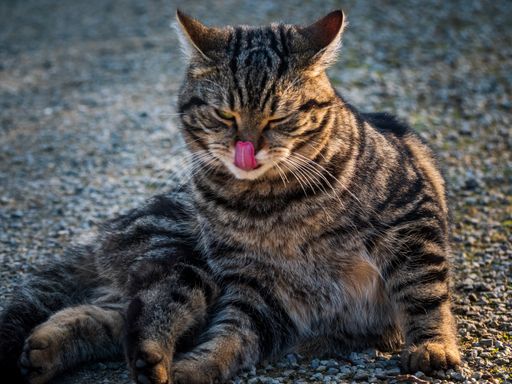 A closeup of a cute cat lying on the ground in the street