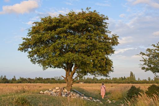 A beautiful view of a woman with a dress walking by a big tree in Copenhagen Amager Faelled