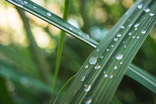 A closeup shot of waterdrops on green leaf