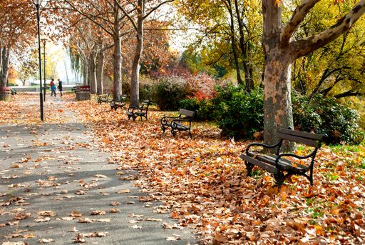 An Autumnal park scenery with row wooden benches in the autumn leaves.