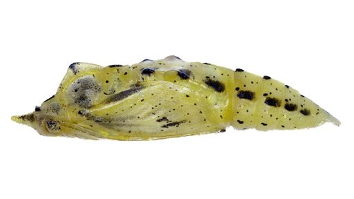 Lateral view of pupae species Pieris rapae, trivial name: Cabbage white.