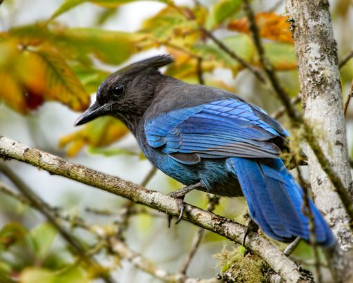 A selective focus shot of Steller's jay bird perched on a tree branch