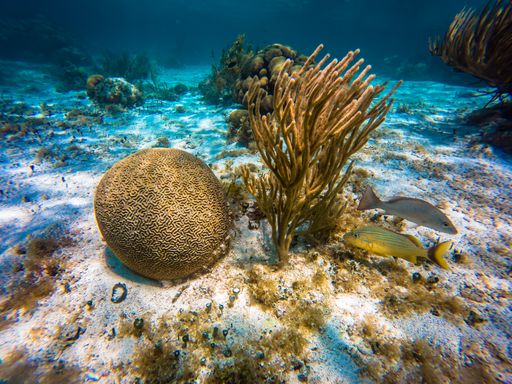 A closeup shot of fishes swimming around two types of corals, under the sea
