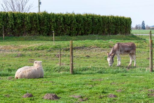Landscape shot of sheep and mule on farm land.