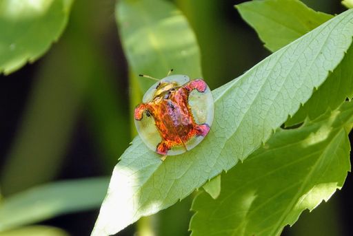 a close up shot of a cute golden tortoise beetle on a green leaf during a sunny day