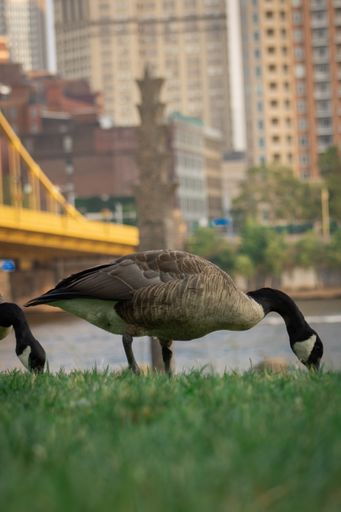 A vertical shot of Canada geese near a lake in a city during daylight