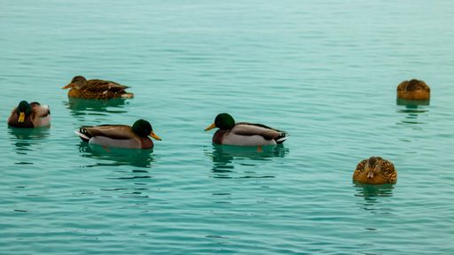 A flock of wild ducks floating on a calm lake