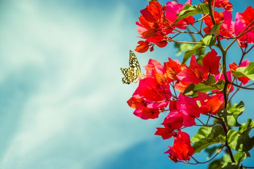A closeup of a flowers and a butterfly