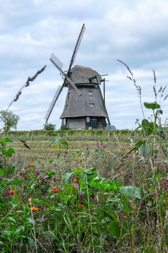 A vertical shot of an old windmill in the cornfield near Heiligenhafen, Northern Germany