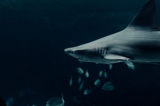 A side view of a Sandbar shark and small fish underwater