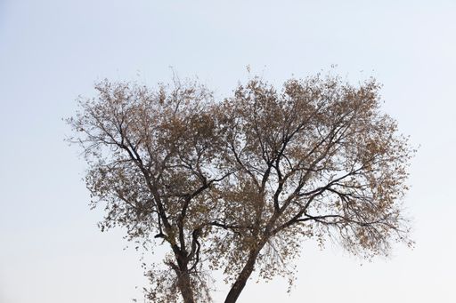 A low-angle shot of an old bare leafless tree against the blue sky in autumn