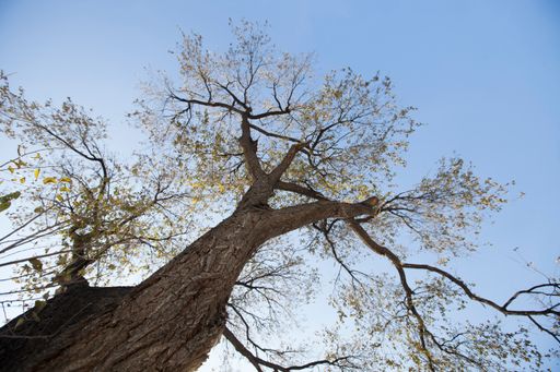 A low-angle shot of an old bare leafless tree against the blue sky in autumn