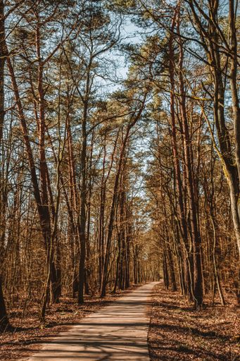 A vertical shot of a park with tall trees and a pathway in the middle in autumn