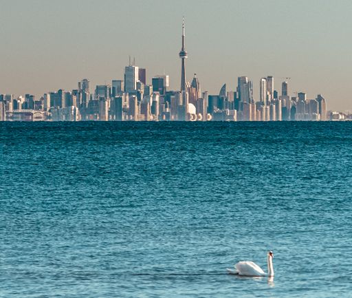 A swan on the blue water, the Toronto skyline in the background