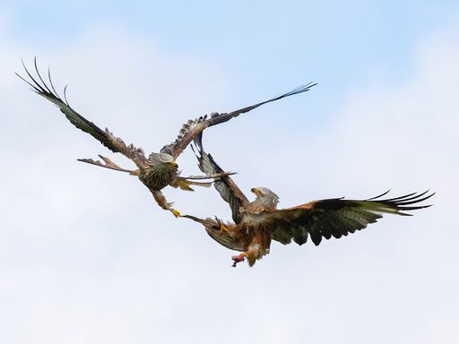 A closeup of the Red Kite, Milvus Milvus. Fight in the air.