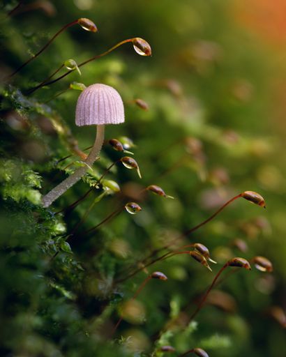 A vertical shot of a mushroom and plants growing in a forest