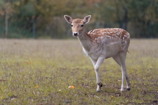 A shallow focus shot of a beautiful female European Fallow Deer walking on the grass in the park