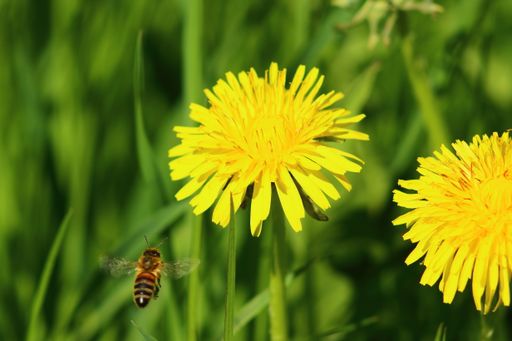 A close-up shot of a bee flying towards a yellow dandelion to pollinate