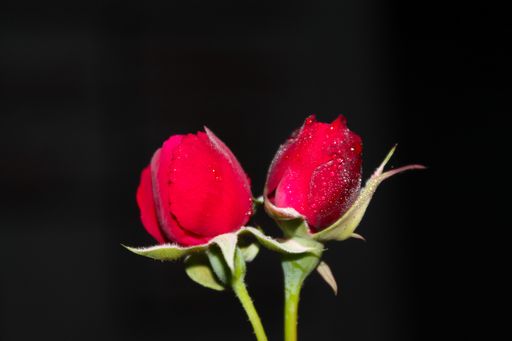A closeup shot of red roses