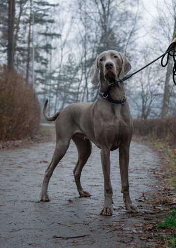 A vertical shot of a Weimaraner dog with a leash on a park