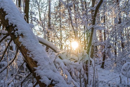 A stunning winter background of a forest covered by snow and sun shining through the trees