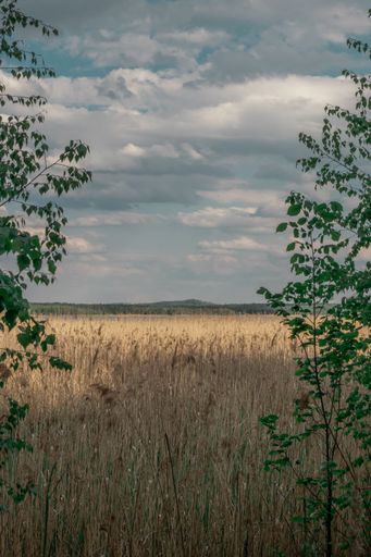 A vertical shot of a beautiful rice field on a cloudy day
