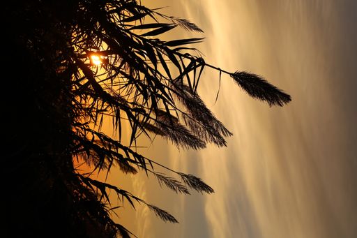 A vertical shot of the silhouette of reeds during the sunset