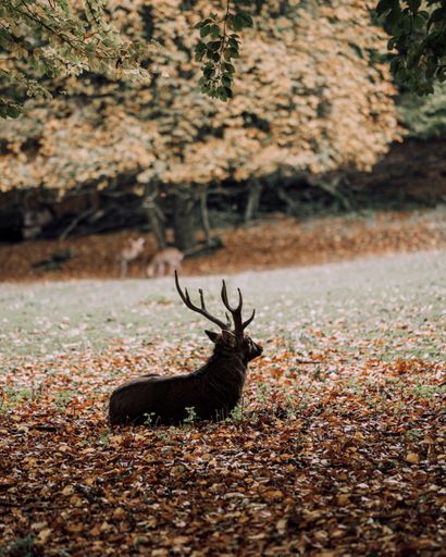 A beautiful scene of a deer sitting on the grass covered with fallen leaves in autumn