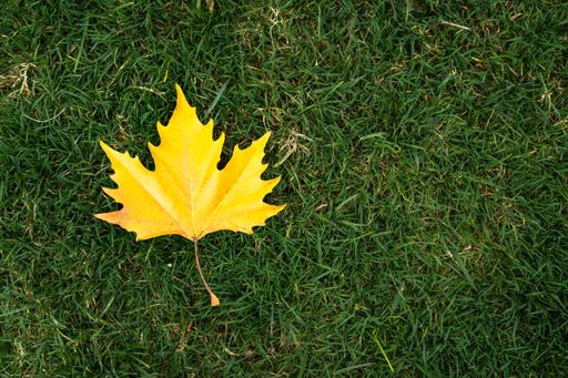 A beautiful shot a yellow leaf on a grass