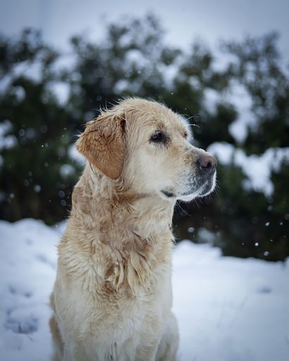 The beautiful Golden Retriever against a background of snowy white forest in winter