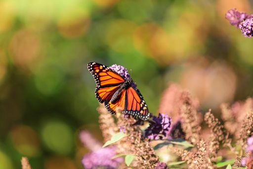 A shallow focus of a beautiful butterfly on flowers outdoors