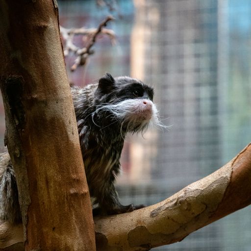 A closeup of a emperor tamarin sitting on a tree branch in a zoo