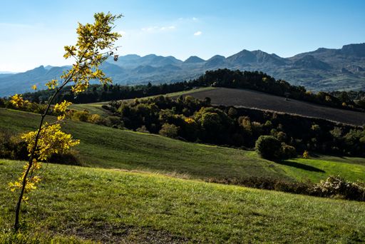 A beautiful view of a field with trees and fresh grass