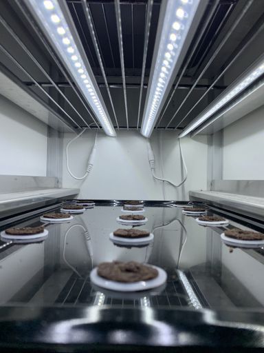 Hydroponic cultivation of lettuce in a school in Helsingborg, Sweden.