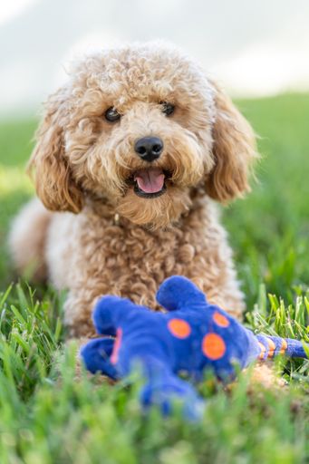 A vertical shot of a cute Cavapoo dog with a blue toy in a park