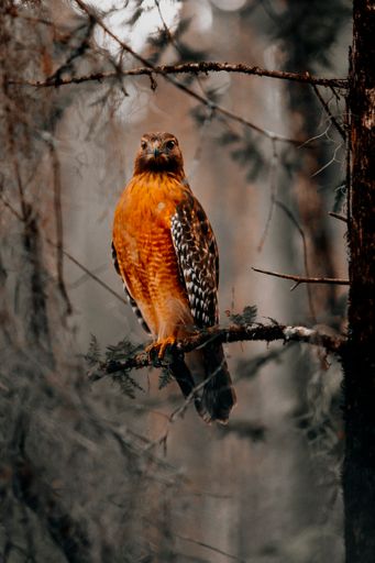 A vertical shot of a common buzzard perched on a tree branch in a forest